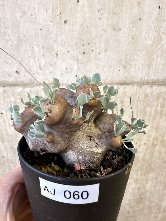 【現品限り】オトンナ・カカリオイデス 大株 現地株 発根済み【AJ60】 Othonna cacalioides