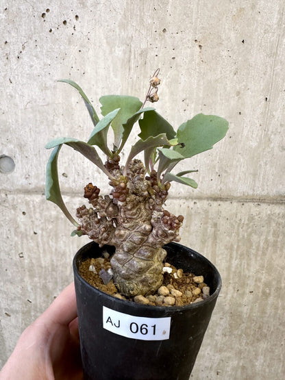 【現品限り】オトンナ・ヘレー 蛮鬼塔【AJ61】 Othonna herrei