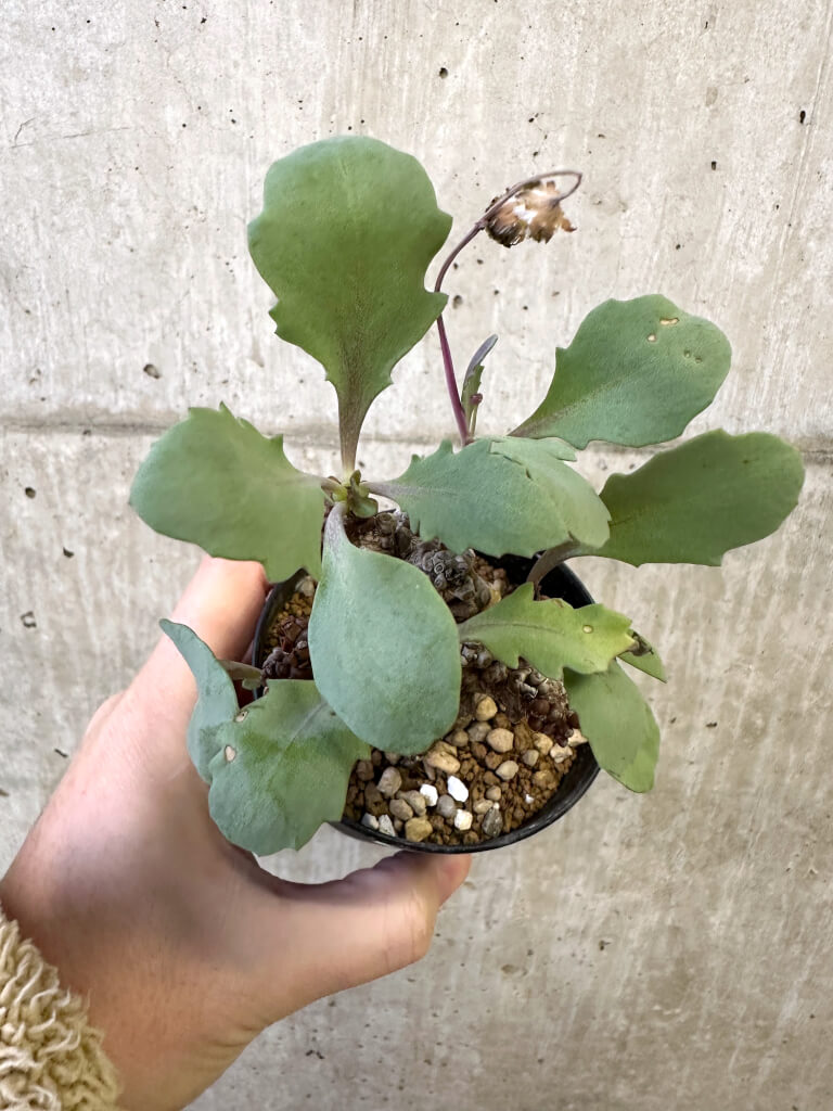 【現品限り】オトンナ・ヘレー 蛮鬼塔【AJ61】 Othonna herrei