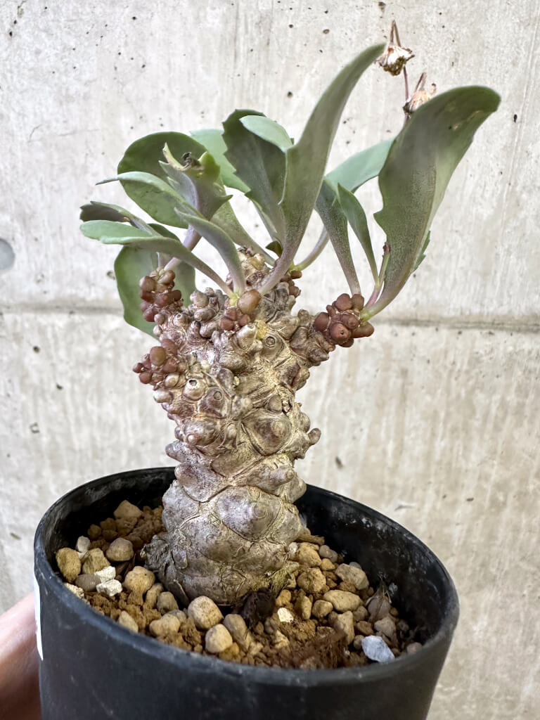 【現品限り】オトンナ・ヘレー 蛮鬼塔【AJ61】 Othonna herrei