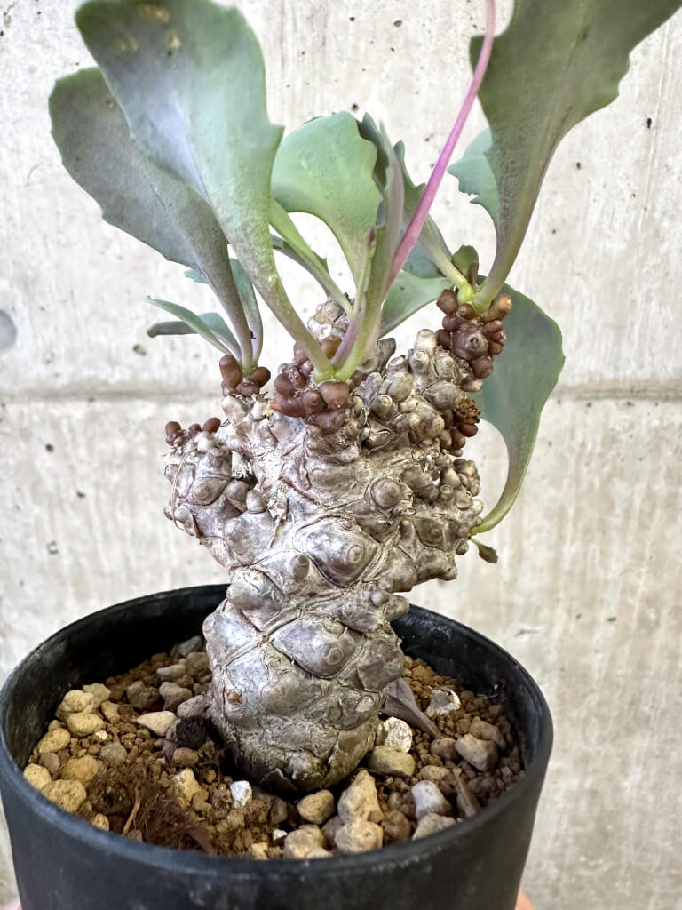 【現品限り】オトンナ・ヘレー 蛮鬼塔【AJ61】 Othonna herrei