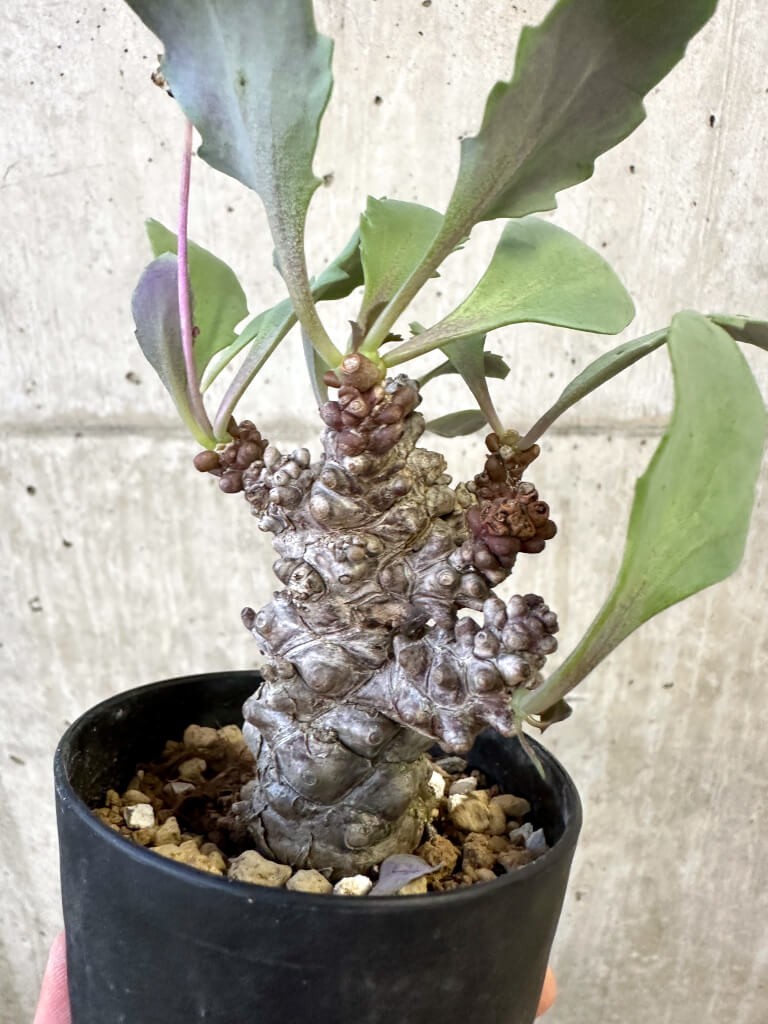 【現品限り】オトンナ・ヘレー 蛮鬼塔【AJ61】 Othonna herrei