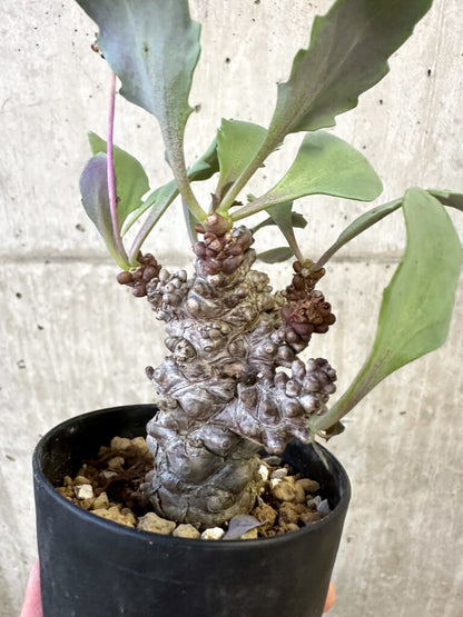 【現品限り】オトンナ・ヘレー 蛮鬼塔【AJ61】 Othonna herrei