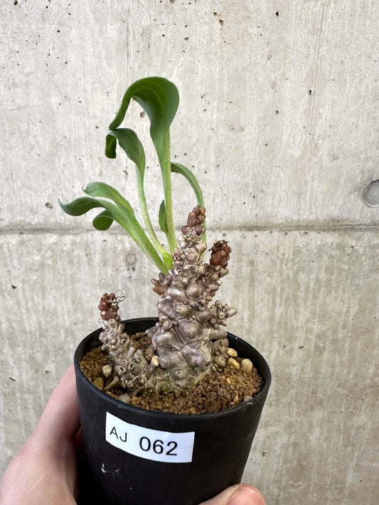 【現品限り】オトンナ・ヘレー 蛮鬼塔【AJ62】 Othonna herrei