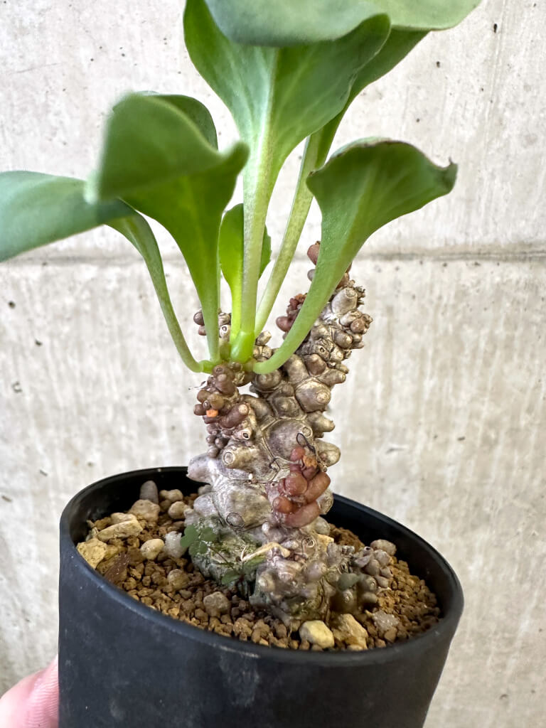 【現品限り】オトンナ・ヘレー 蛮鬼塔【AJ62】 Othonna herrei