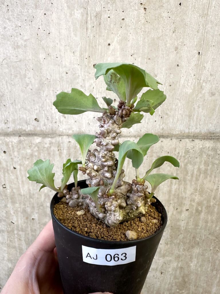 【現品限り】オトンナ・ヘレー 蛮鬼塔【AJ63】 Othonna herrei