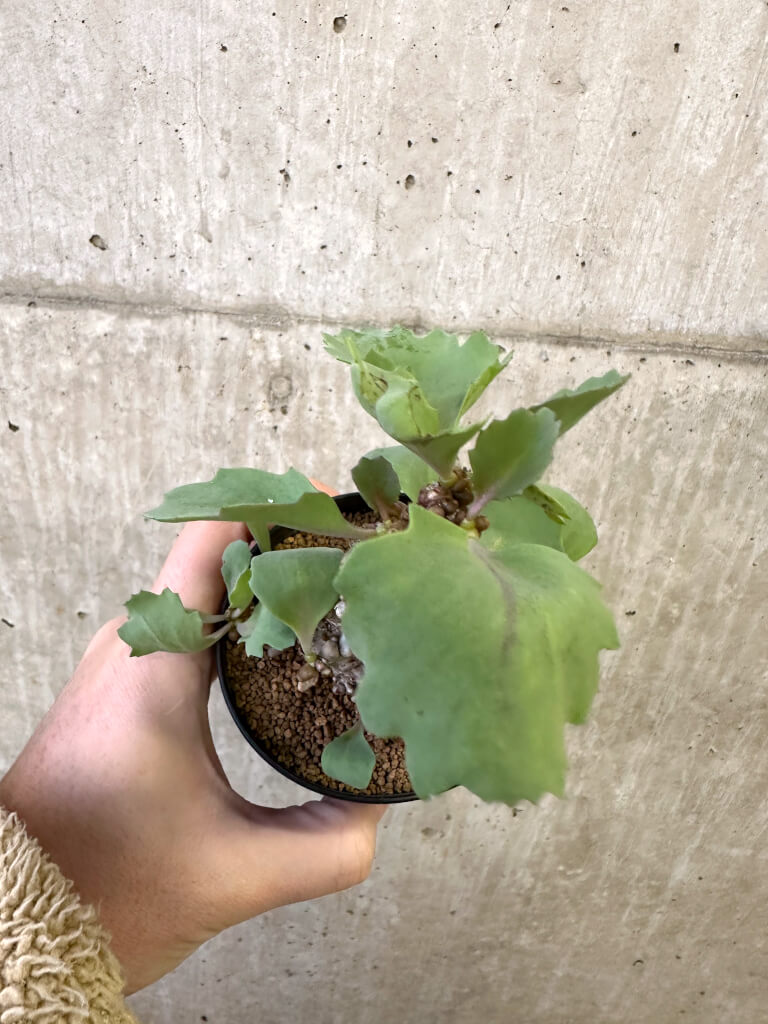 【現品限り】オトンナ・ヘレー 蛮鬼塔【AJ63】 Othonna herrei