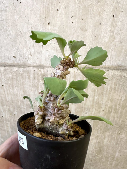 【現品限り】オトンナ・ヘレー 蛮鬼塔【AJ63】 Othonna herrei