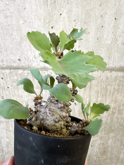 【現品限り】オトンナ・ヘレー 蛮鬼塔【AJ63】 Othonna herrei