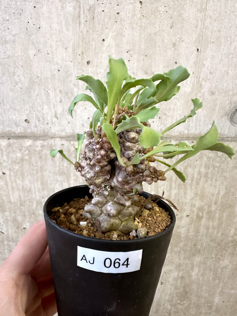 現品限り】オトンナ・ヘレー 蛮鬼塔【AJ64】 Othonna herrei 塊根植物
