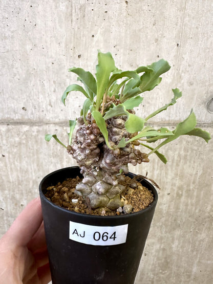 【現品限り】オトンナ・ヘレー 蛮鬼塔【AJ64】 Othonna herrei