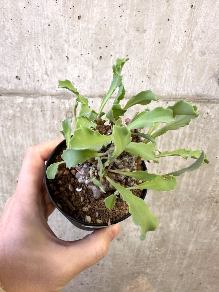 【現品限り】オトンナ・ヘレー 蛮鬼塔【AJ64】 Othonna herrei