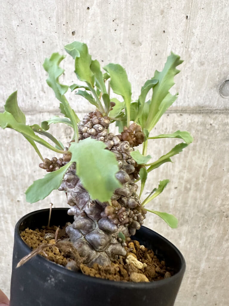 現品限り】オトンナ・ヘレー 蛮鬼塔【AJ64】 Othonna herrei 塊根植物