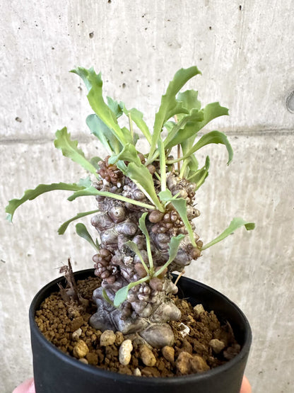 【現品限り】オトンナ・ヘレー 蛮鬼塔【AJ64】 Othonna herrei