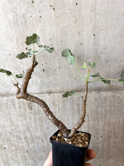 【現品限り】ぺラルゴニウム・エキナツム【AJ6】 Pelargonium echinatum