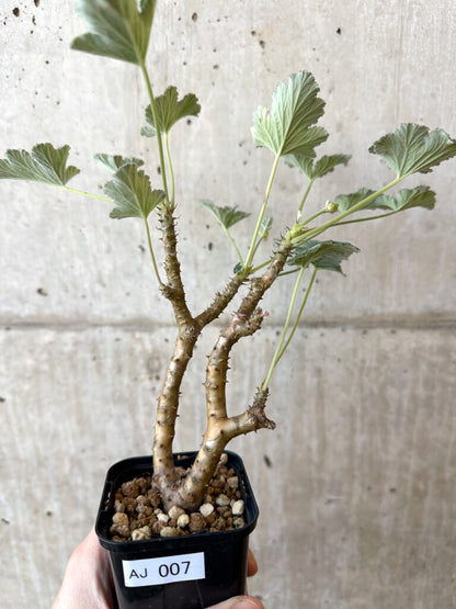 【現品限り】ぺラルゴニウム・エキナツム【AJ7】 Pelargonium echinatum