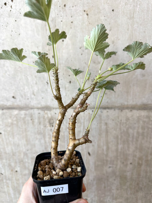 【現品限り】ぺラルゴニウム・エキナツム【AJ7】 Pelargonium echinatum