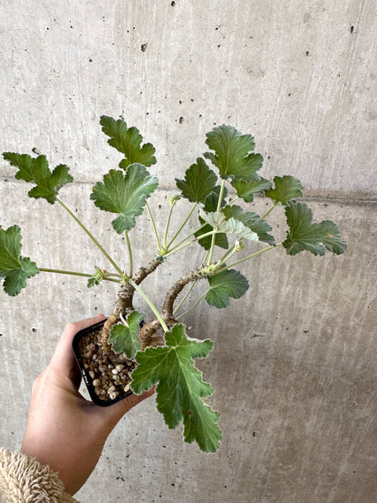 【現品限り】ぺラルゴニウム・エキナツム【AJ7】 Pelargonium echinatum