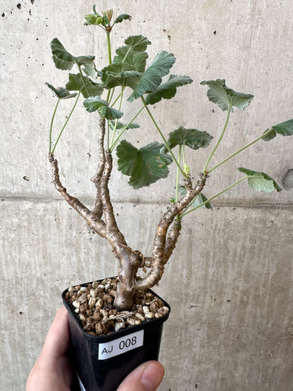 【現品限り】ぺラルゴニウム・エキナツム【AJ8】 Pelargonium echinatum