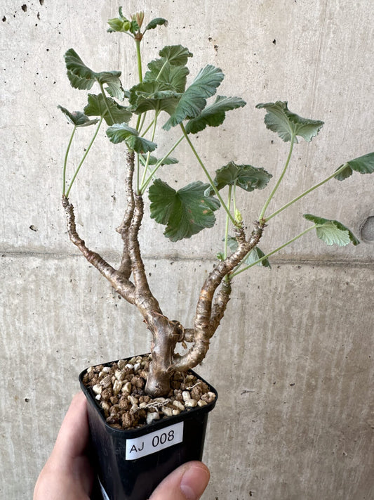 【現品限り】ぺラルゴニウム・エキナツム【AJ8】 Pelargonium echinatum