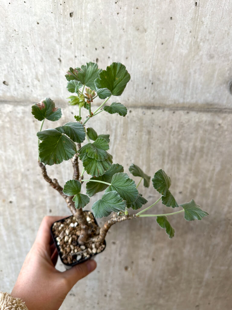 【現品限り】ぺラルゴニウム・エキナツム【AJ8】 Pelargonium echinatum
