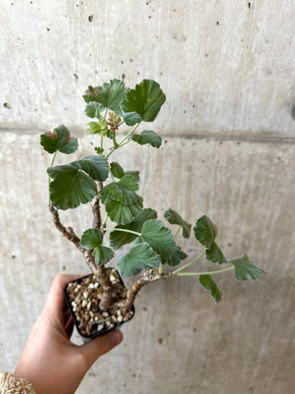【現品限り】ぺラルゴニウム・エキナツム【AJ8】 Pelargonium echinatum