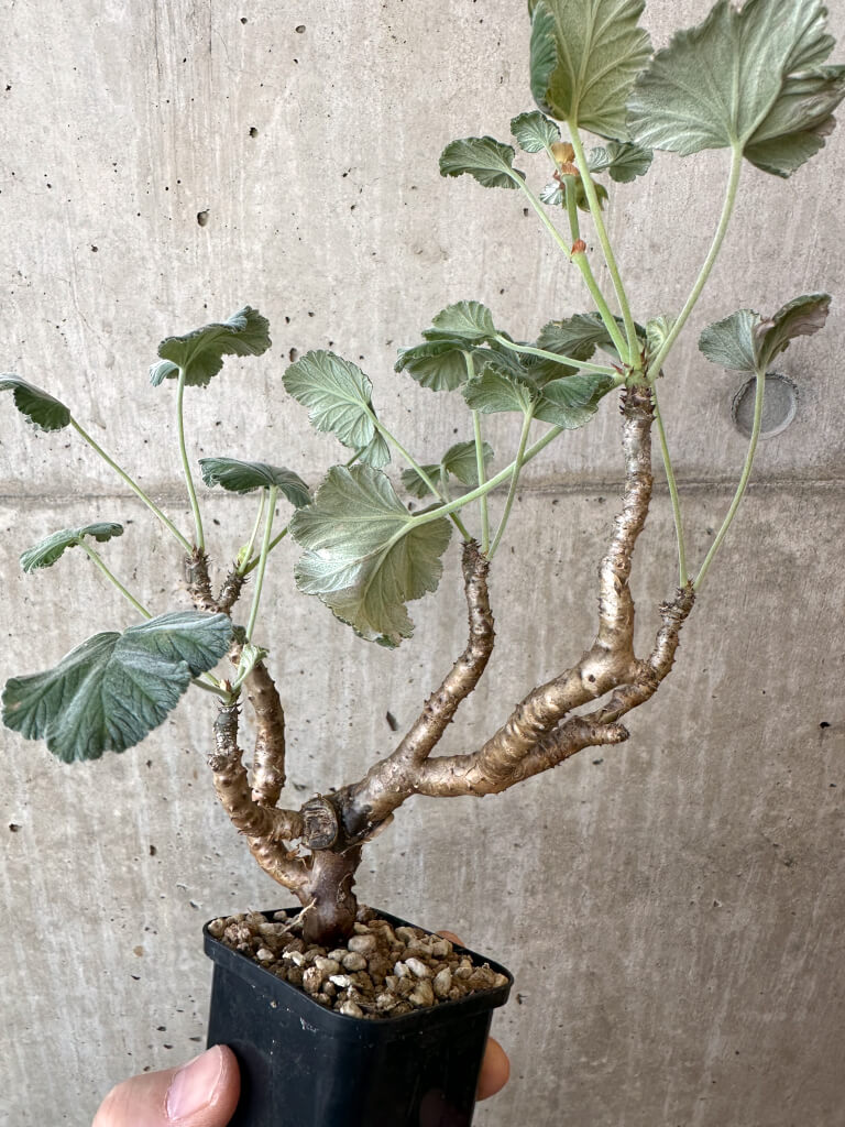 【現品限り】ぺラルゴニウム・エキナツム【AJ8】 Pelargonium echinatum