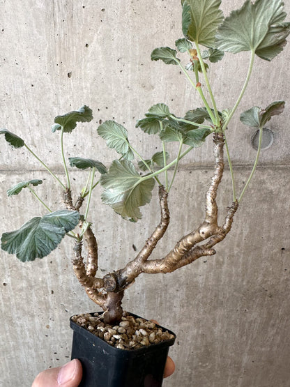 【現品限り】ぺラルゴニウム・エキナツム【AJ8】 Pelargonium echinatum