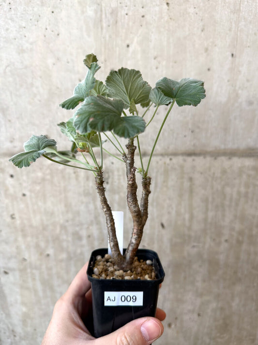 【現品限り】ぺラルゴニウム・エキナツム【AJ9】 Pelargonium echinatum