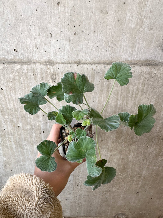 【現品限り】ぺラルゴニウム・エキナツム【AJ9】 Pelargonium echinatum