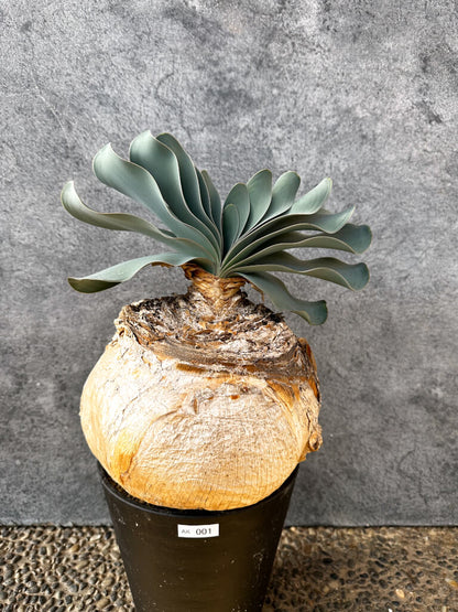 【現品限り】ブーファン・ハエマンソイデス 現地株 発根済み 1年以上管理【AK1】 Boophane haemanthoides