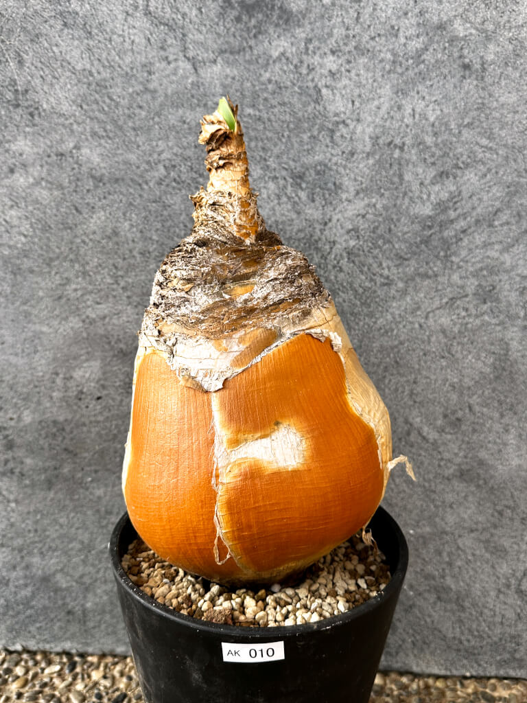 【現品限り】ブーファン・ハエマンソイデス 現地株 発根済み 1年以上管理【AK10】 Boophane haemanthoides