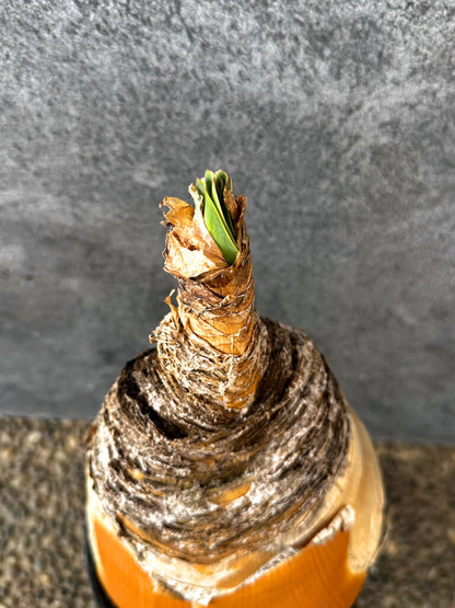 【現品限り】ブーファン・ハエマンソイデス 現地株 発根済み 1年以上管理【AK10】 Boophane haemanthoides