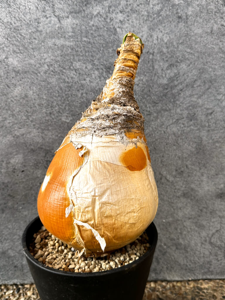 【現品限り】ブーファン・ハエマンソイデス 現地株 発根済み 1年以上管理【AK10】 Boophane haemanthoides