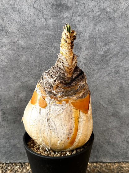 【現品限り】ブーファン・ハエマンソイデス 現地株 発根済み 1年以上管理【AK10】 Boophane haemanthoides