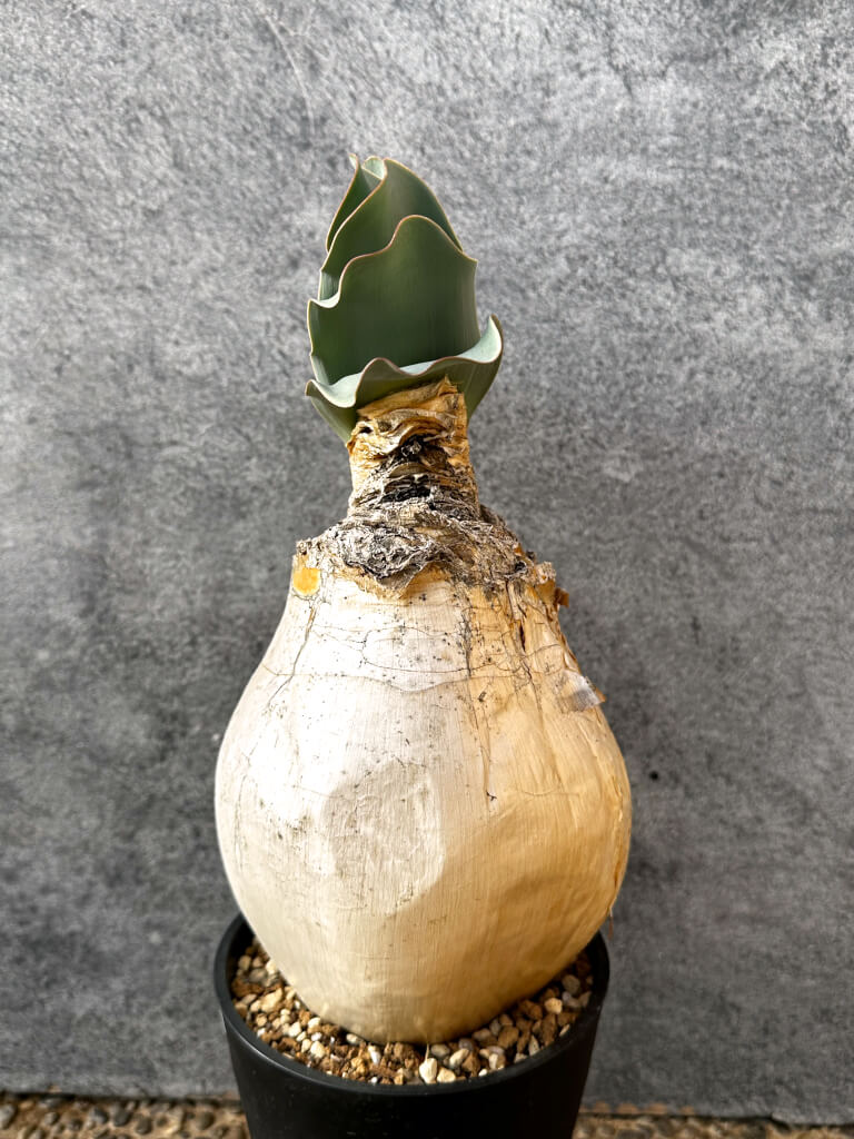 【現品限り】ブーファン・ハエマンソイデス 現地株 発根済み 1年以上管理【AK11】 Boophane haemanthoides