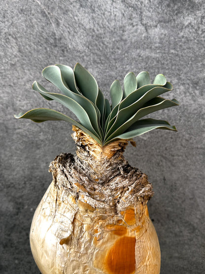 【現品限り】ブーファン・ハエマンソイデス 現地株 発根済み 1年以上管理【AK11】 Boophane haemanthoides