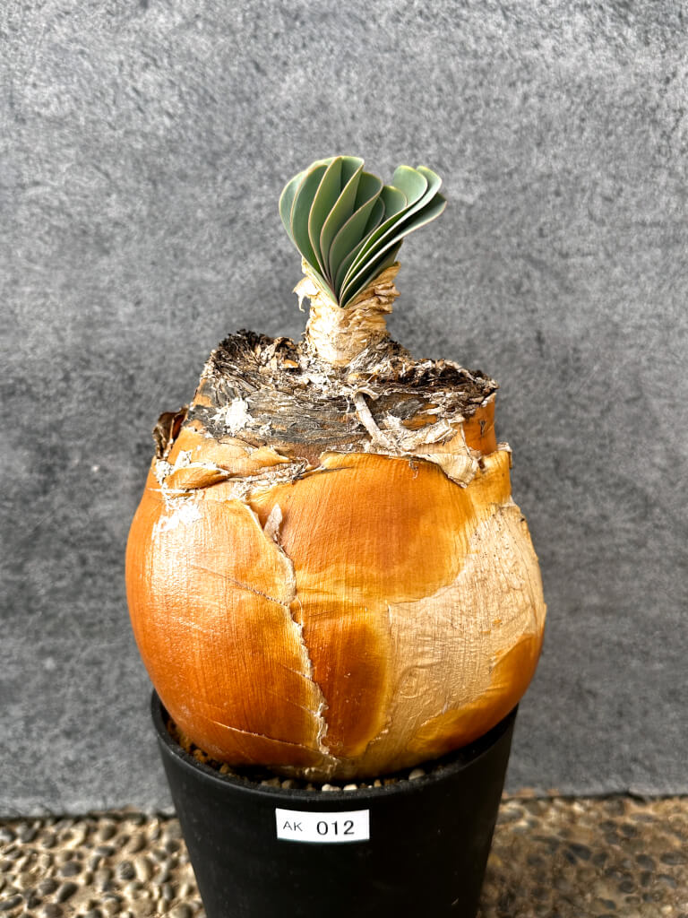 【現品限り】ブーファン・ハエマンソイデス 現地株 発根済み 1年以上管理【AK12】 Boophane haemanthoides