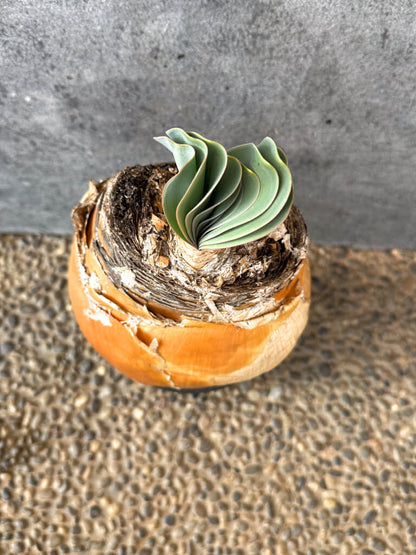 【現品限り】ブーファン・ハエマンソイデス 現地株 発根済み 1年以上管理【AK12】 Boophane haemanthoides