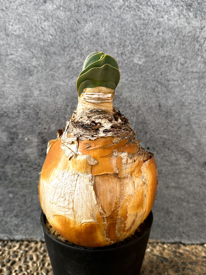 【現品限り】ブーファン・ハエマンソイデス 現地株 発根済み 1年以上管理【AK12】 Boophane haemanthoides