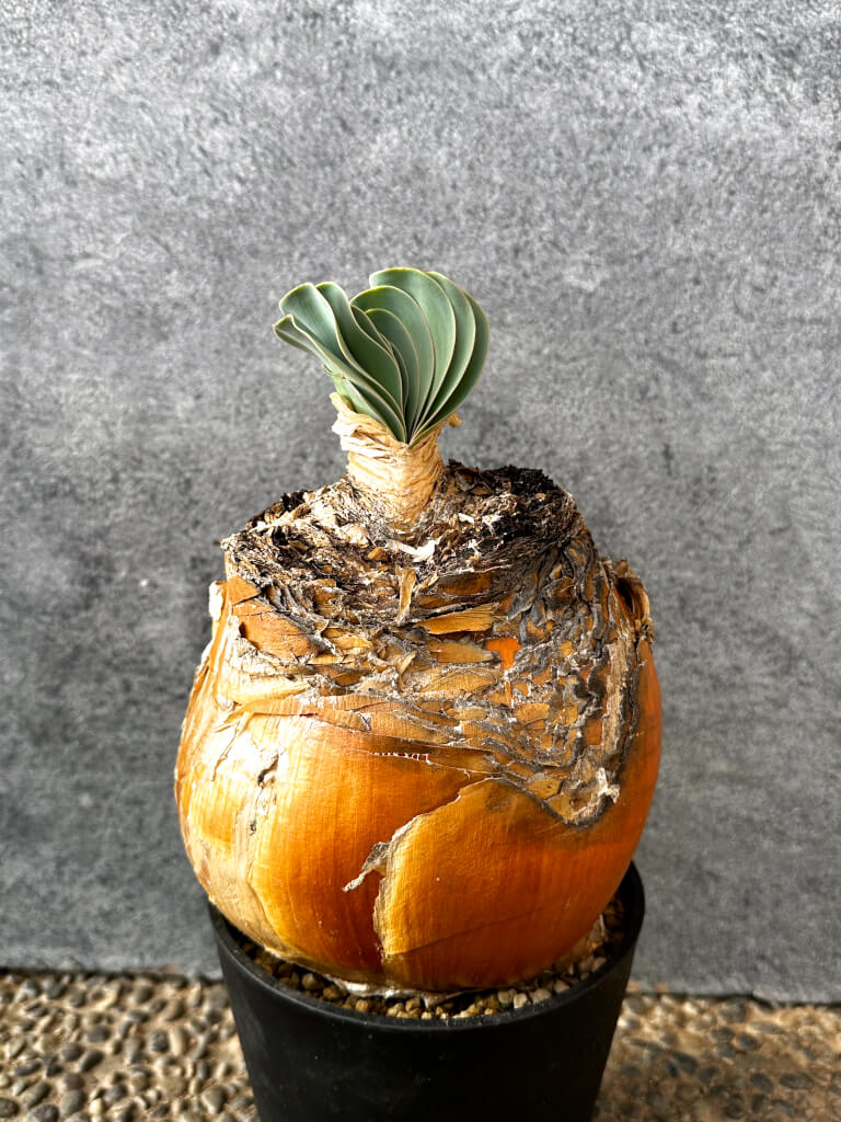 【現品限り】ブーファン・ハエマンソイデス 現地株 発根済み 1年以上管理【AK12】 Boophane haemanthoides