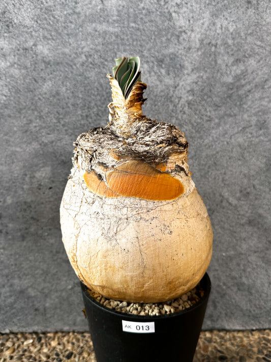 【現品限り】ブーファン・ハエマンソイデス 現地株 発根済み 1年以上管理【AK13】 Boophane haemanthoides