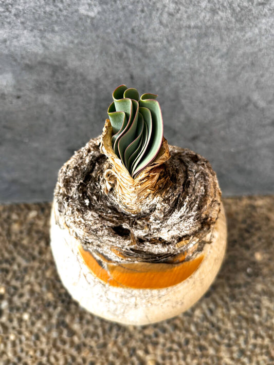 【現品限り】ブーファン・ハエマンソイデス 現地株 発根済み 1年以上管理【AK13】 Boophane haemanthoides