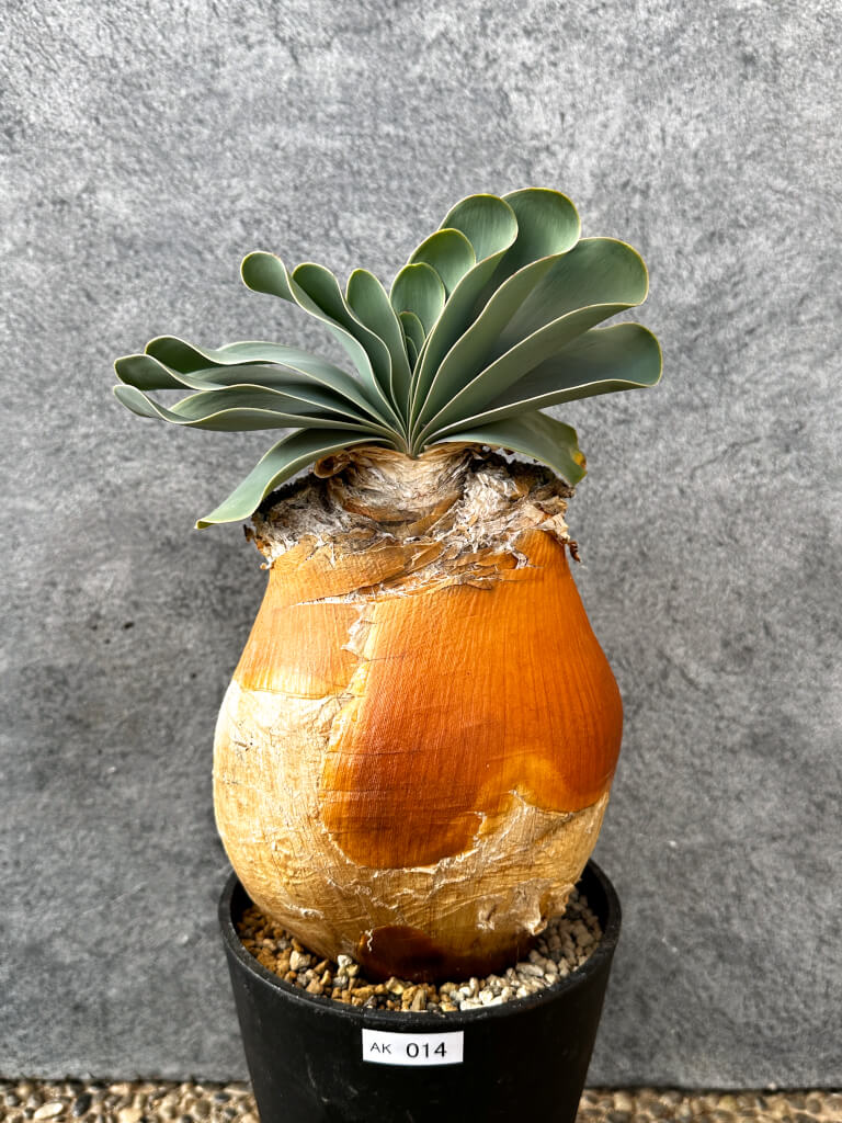 【現品限り】ブーファン・ハエマンソイデス 現地株 発根済み 1年以上管理【AK14】 Boophane haemanthoides