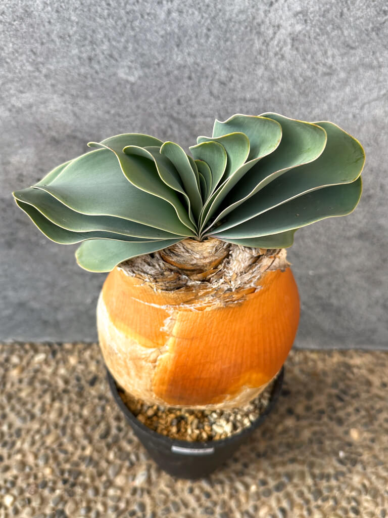 【現品限り】ブーファン・ハエマンソイデス 現地株 発根済み 1年以上管理【AK14】 Boophane haemanthoides