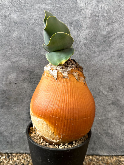 【現品限り】ブーファン・ハエマンソイデス 現地株 発根済み 1年以上管理【AK14】 Boophane haemanthoides