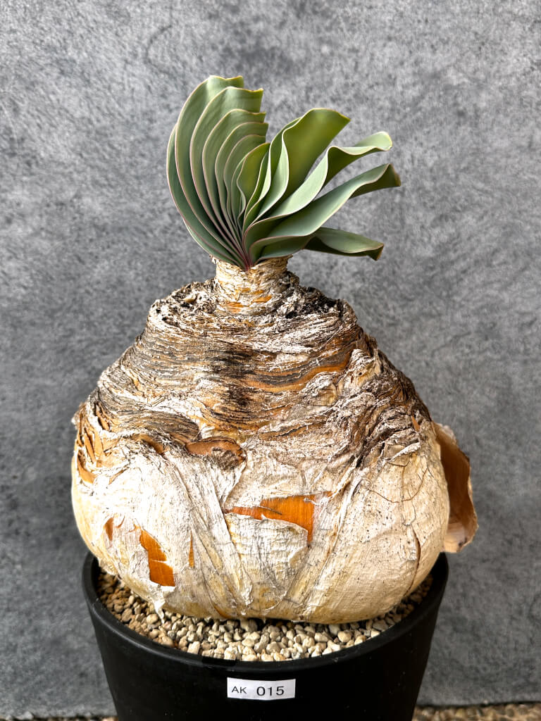 【現品限り】ブーファン・ハエマンソイデス 現地株 発根済み 1年以上管理【AK15】 Boophane haemanthoides