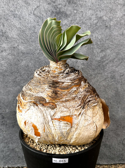 【現品限り】ブーファン・ハエマンソイデス 現地株 発根済み 1年以上管理【AK15】 Boophane haemanthoides