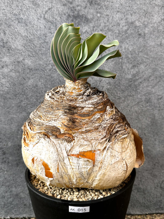 【現品限り】ブーファン・ハエマンソイデス 現地株 発根済み 1年以上管理【AK15】 Boophane haemanthoides