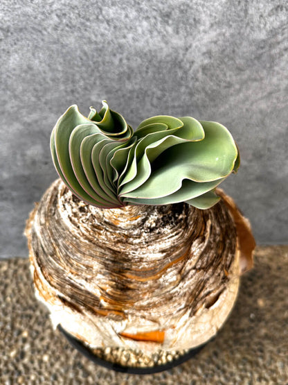 【現品限り】ブーファン・ハエマンソイデス 現地株 発根済み 1年以上管理【AK15】 Boophane haemanthoides